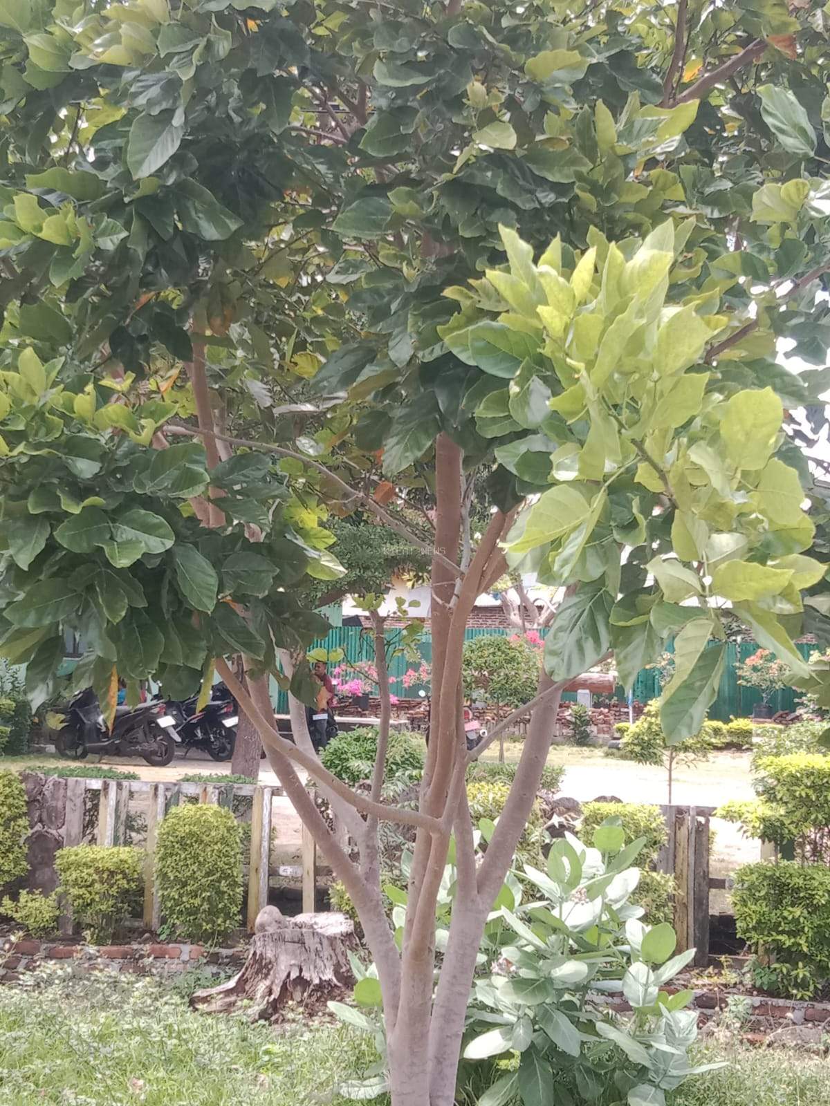 Malapari : Pohon Uang Dari Lembata Yang Terlupakan  