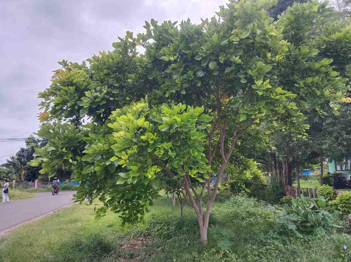 27 Ribu Anakan Malapari Ditanam Di 9 Kecamatan